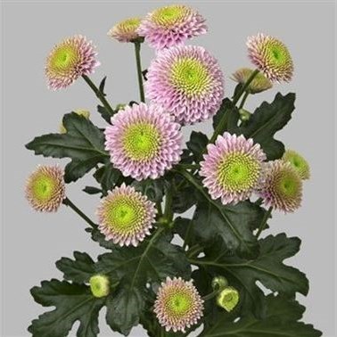 CHRYSANT SAN. Jeanny