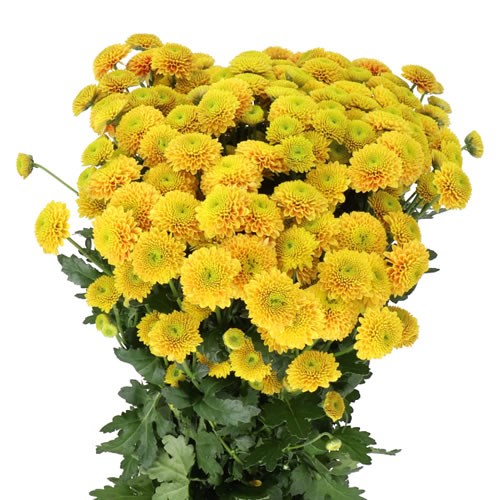 CHRYSANT SAN. JEANNY ORANGE