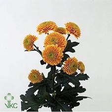 Chrysant san. jeanny orange