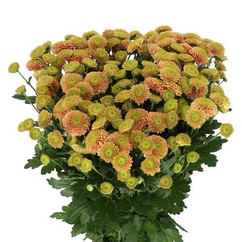 CHRYSANT SAN. JEANNY PEACH