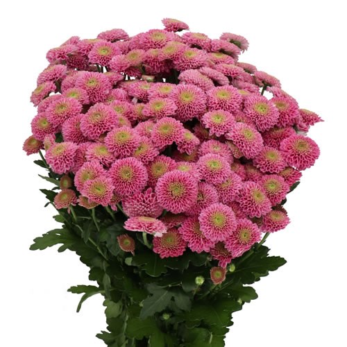 CHRYSANT SAN. JEANNY PURPLE