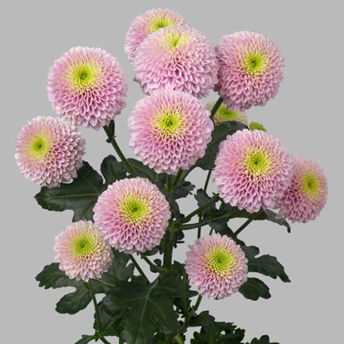 CHRYSANT SAN. JEANNY ROSY