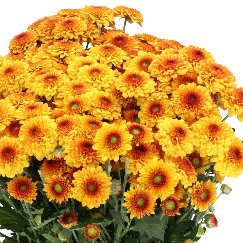 CHRYSANT SAN. LEXY