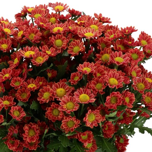 CHRYSANT SAN. LUBOV CHERRY