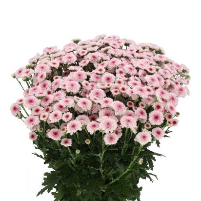 CHRYSANT SAN. MADIBA BICO TYOLO
