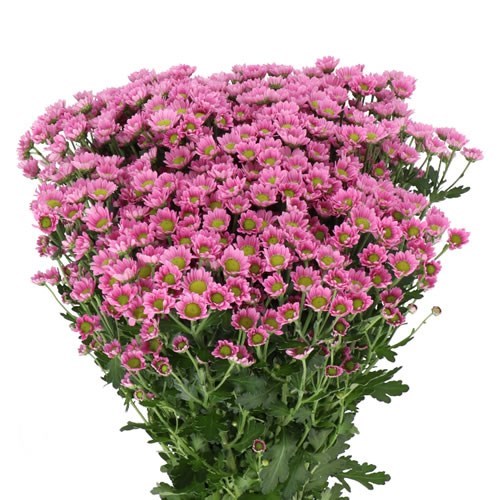 CHRYSANT SAN. MADIBA LINDI TANGA PINK