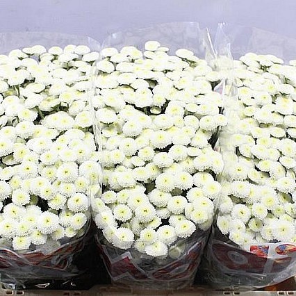CHRYSANT SAN. MADIBA POMPON WHITE