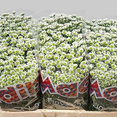 CHRYSANT SAN. MADIBA SPIDER WHITE