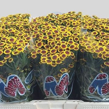 CHRYSANT SAN. MADIBA YELLOW BOKAA