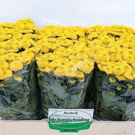 CHRYSANT SAN. MAVERICK SUNNY