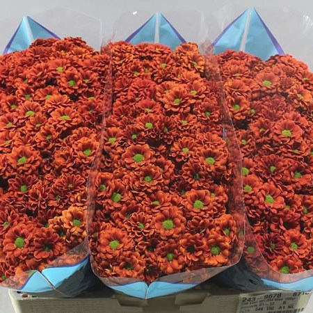 CHRYSANT SAN. MELISSA
