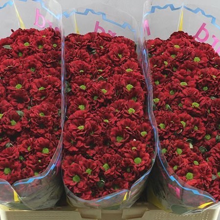 CHRYSANT SAN. MELISSA RED