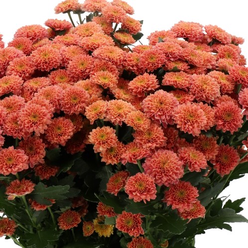 CHRYSANT SAN. MILLER CHERRY RED