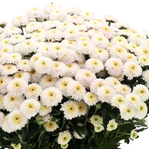 CHRYSANT SAN. PALETTI