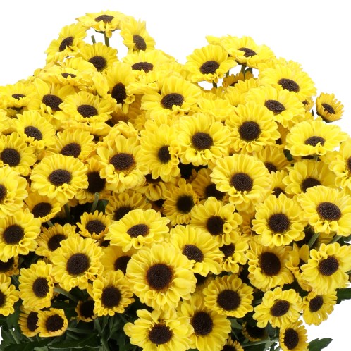 CHRYSANT SAN. PATRESE SUNNY