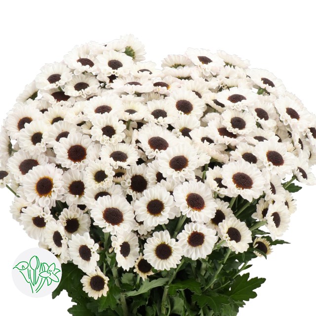 CHRYSANT SAN. PATRESE WHITE