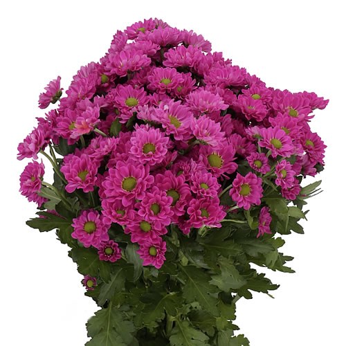 Chrysant San Pitaja Cm Wholesale Dutch Flowers Florist Supplies Uk