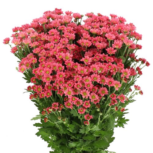 CHRYSANT SAN. PIXEL BLUSH