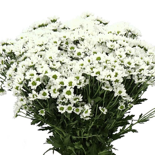 CHRYSANT SAN. PIXEL SNOWY