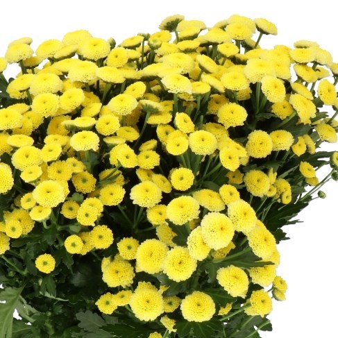 CHRYSANT SAN. PIZARRO YELLOW