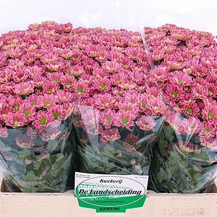 CHRYSANT SAN. ROSSI LOBSTER
