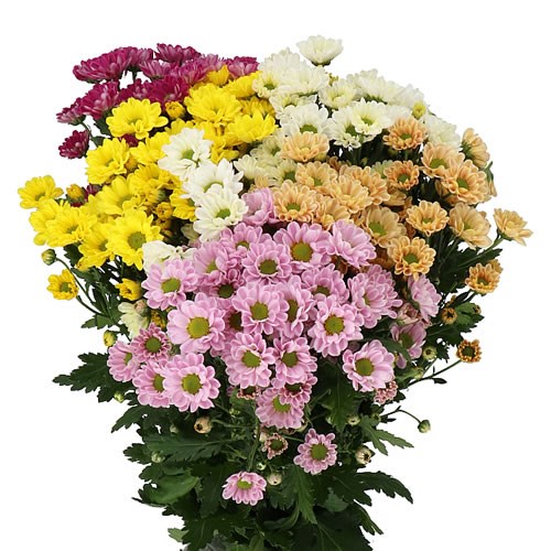 CHRYSANT SAN. ROSSI MIX