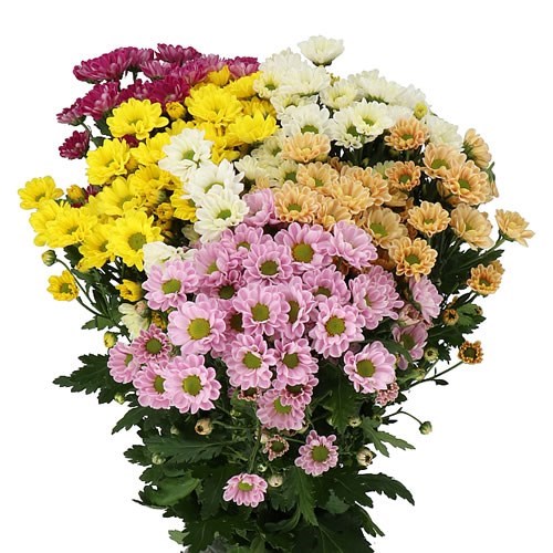 CHRYSANT SAN. ROSSI MIX