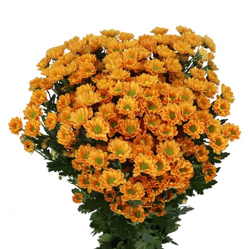 CHRYSANT SAN. ROSSI ORANGE