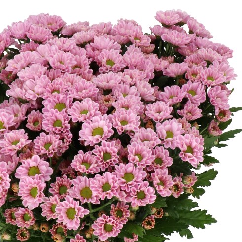CHRYSANT SAN. ROSSI PINK