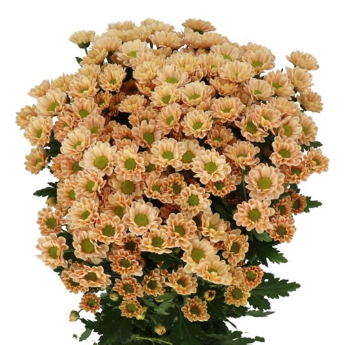 CHRYSANT SAN. ROSSI SALMON
