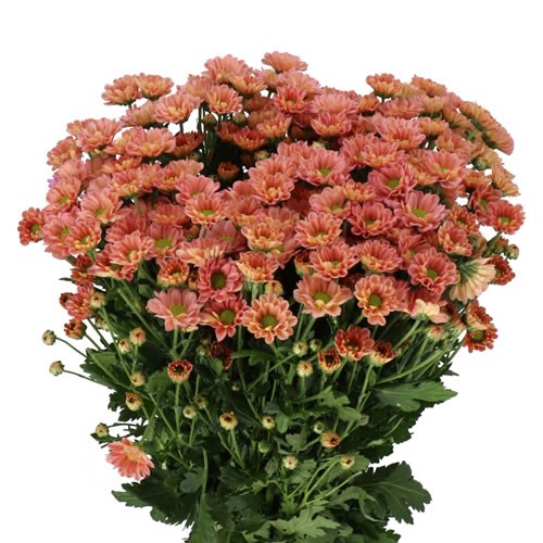 CHRYSANT SAN. ROSSI SMOKEY