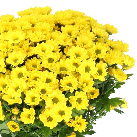 CHRYSANT SAN. ROSSI SUNNY