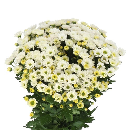 CHRYSANT SAN. ROSSI WHITE
