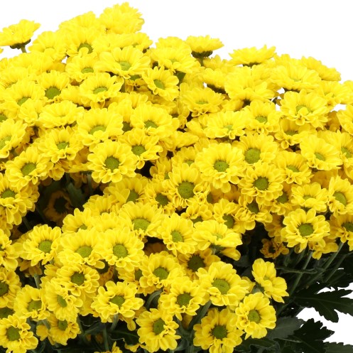 CHRYSANT SAN. STARTUP