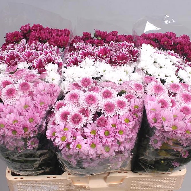 CHRYSANT SAN. SWEET MIX