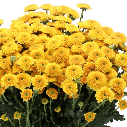 CHRYSANT SAN. WILLIAMS ORANGE