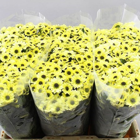 CHRYSANT SAN. YIN YANG CREAM
