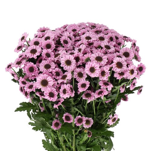 CHRYSANT SAN. YIN YANG PINK