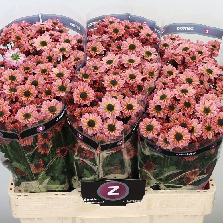 CHRYSANT SAN. YIN YANG SMOKEY 55cm Wholesale Dutch Flowers & Florist