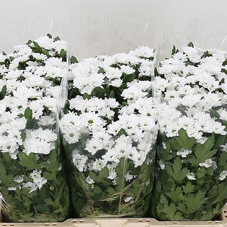 CHRYSANT SAN. bouncer