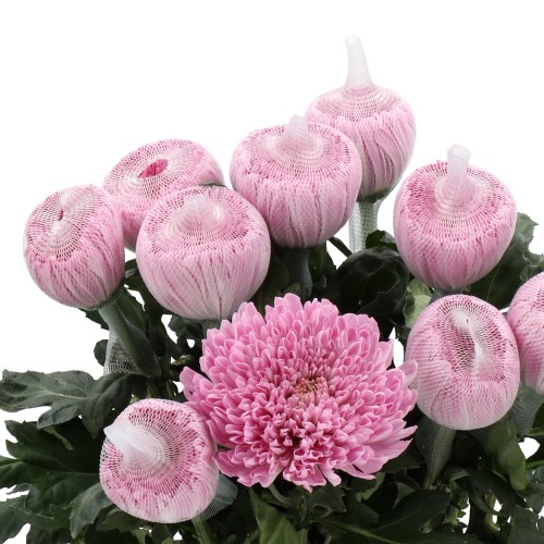 CHRYSANT SGL. AIRBORNE