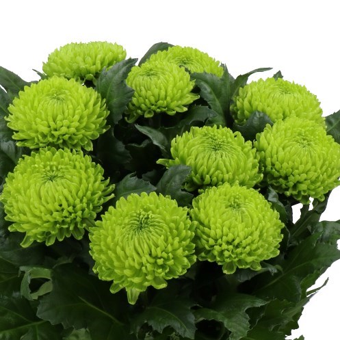 CHRYSANT SGL. ALEMANI