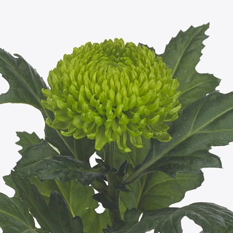 CHRYSANT SGL. ALEMANI