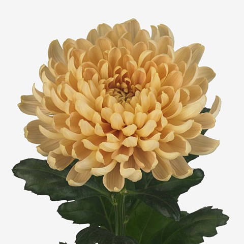 CHRYSANT SGL. ALJONKA SALMON