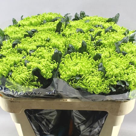 CHRYSANT SGL. ANASTASIA GREEN
