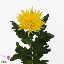 CHRYSANT SGL. ANASTASIA SUNNY