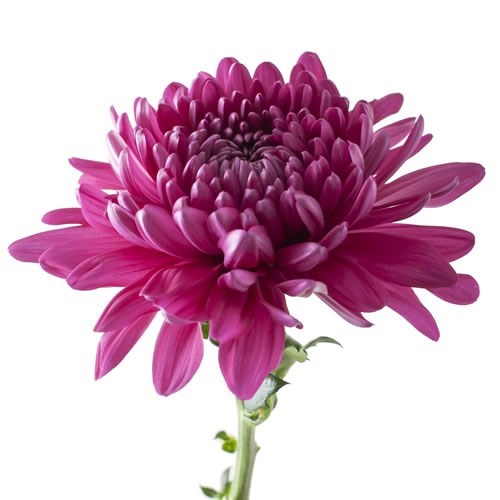 CHRYSANT SGL. ANDREA