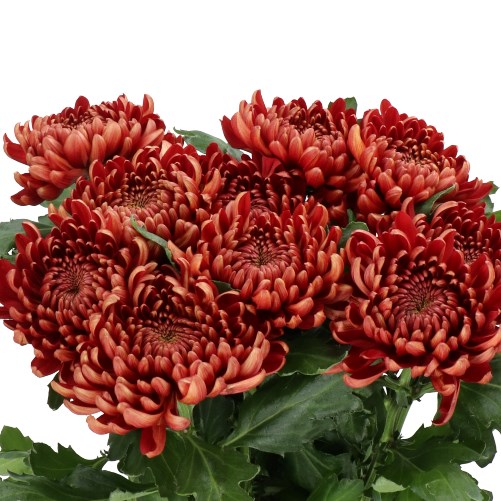 CHRYSANT SGL. ANKARA RED