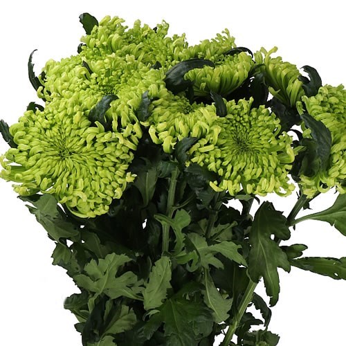 CHRYSANT SGL. ANTENNA