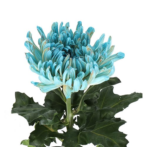 CHRYSANT SGL. ANTONOV DYED BLUE BAY